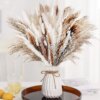 Boho Natural Fluffy Pampas Grass